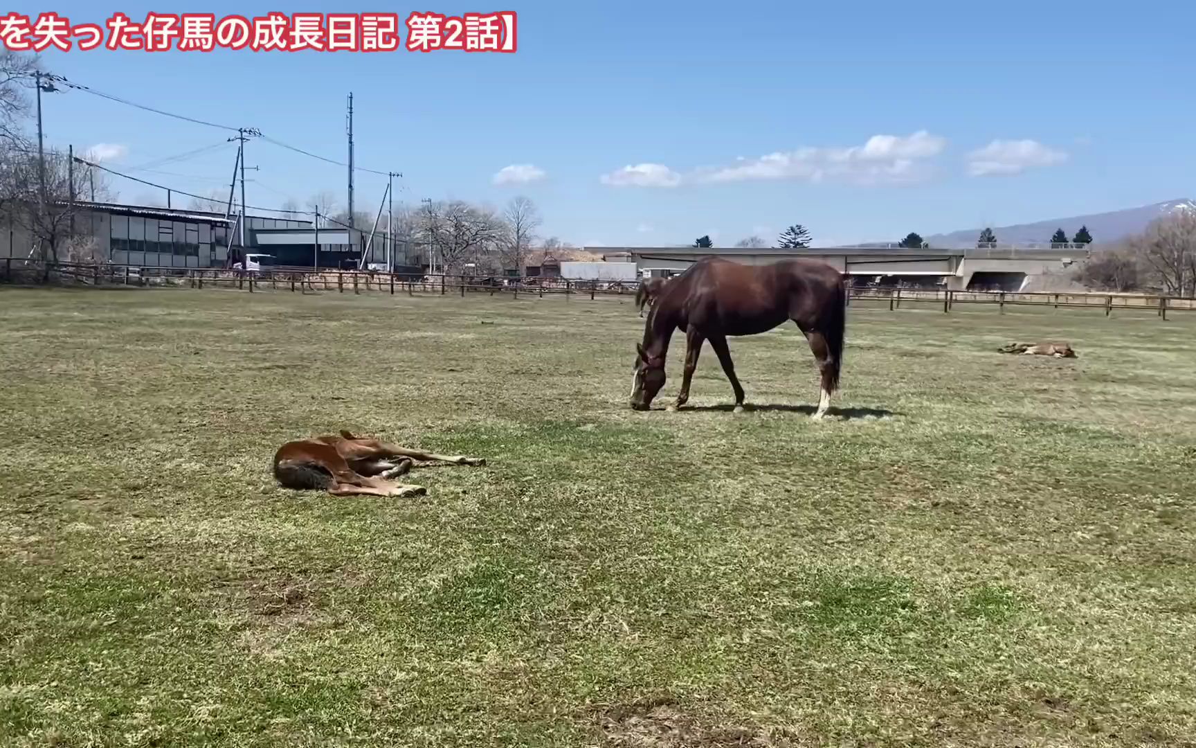 独自面对失去母亲的小马驹ローブ和新马妈法拉娜【失去妈妈的小马驹ローブ的成长日记 第二话】哔哩哔哩bilibili