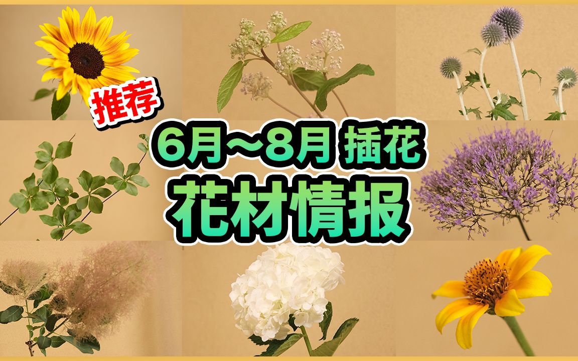 【插花】当季的花是? 6~8月的花材资讯!哔哩哔哩bilibili