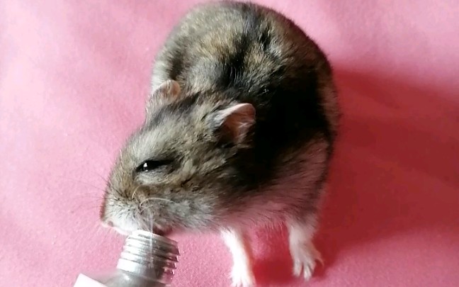 【仓鼠—原生色三线】最爱吃膏的老人家