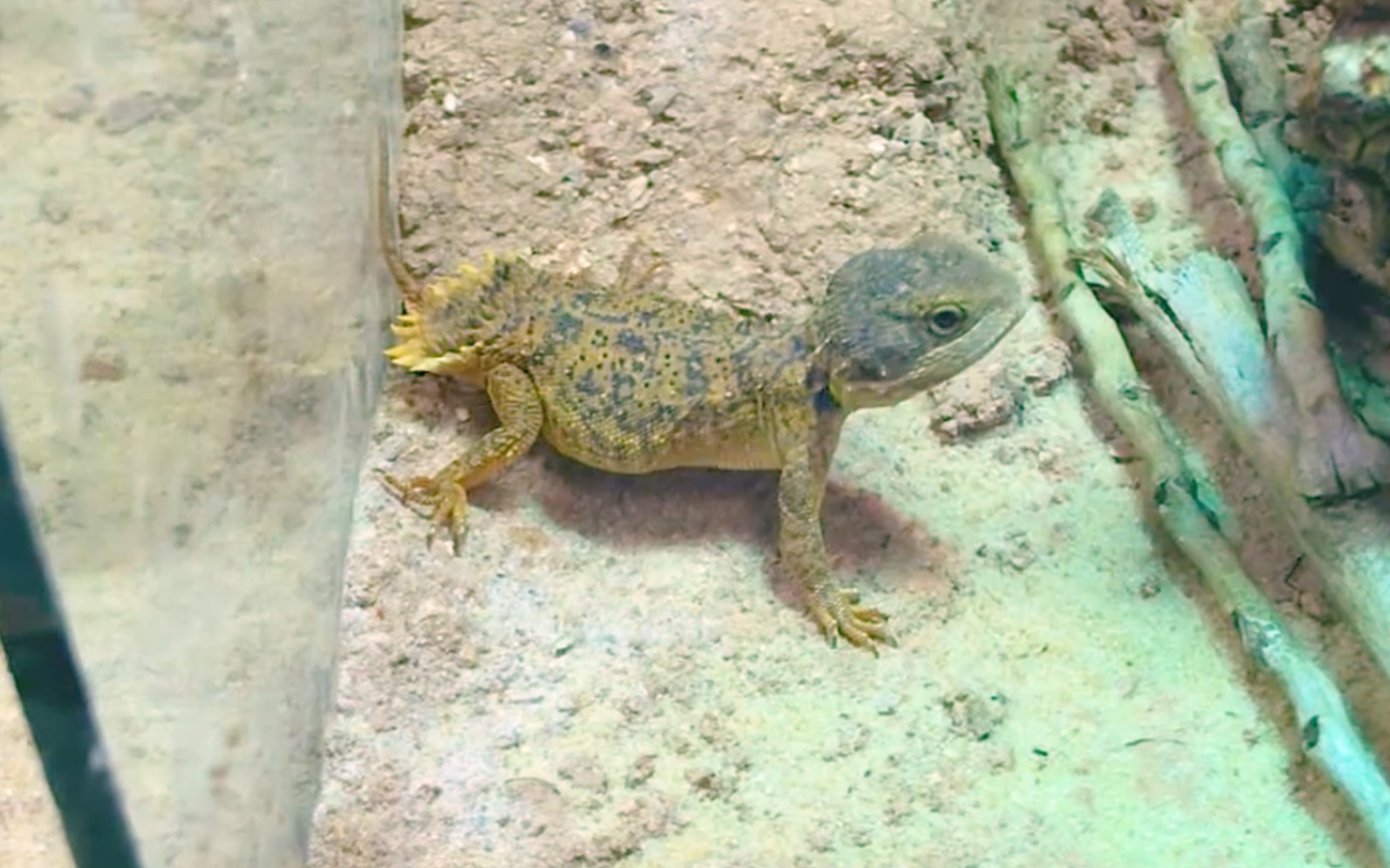 侏儒盾尾蜥的日常喂食