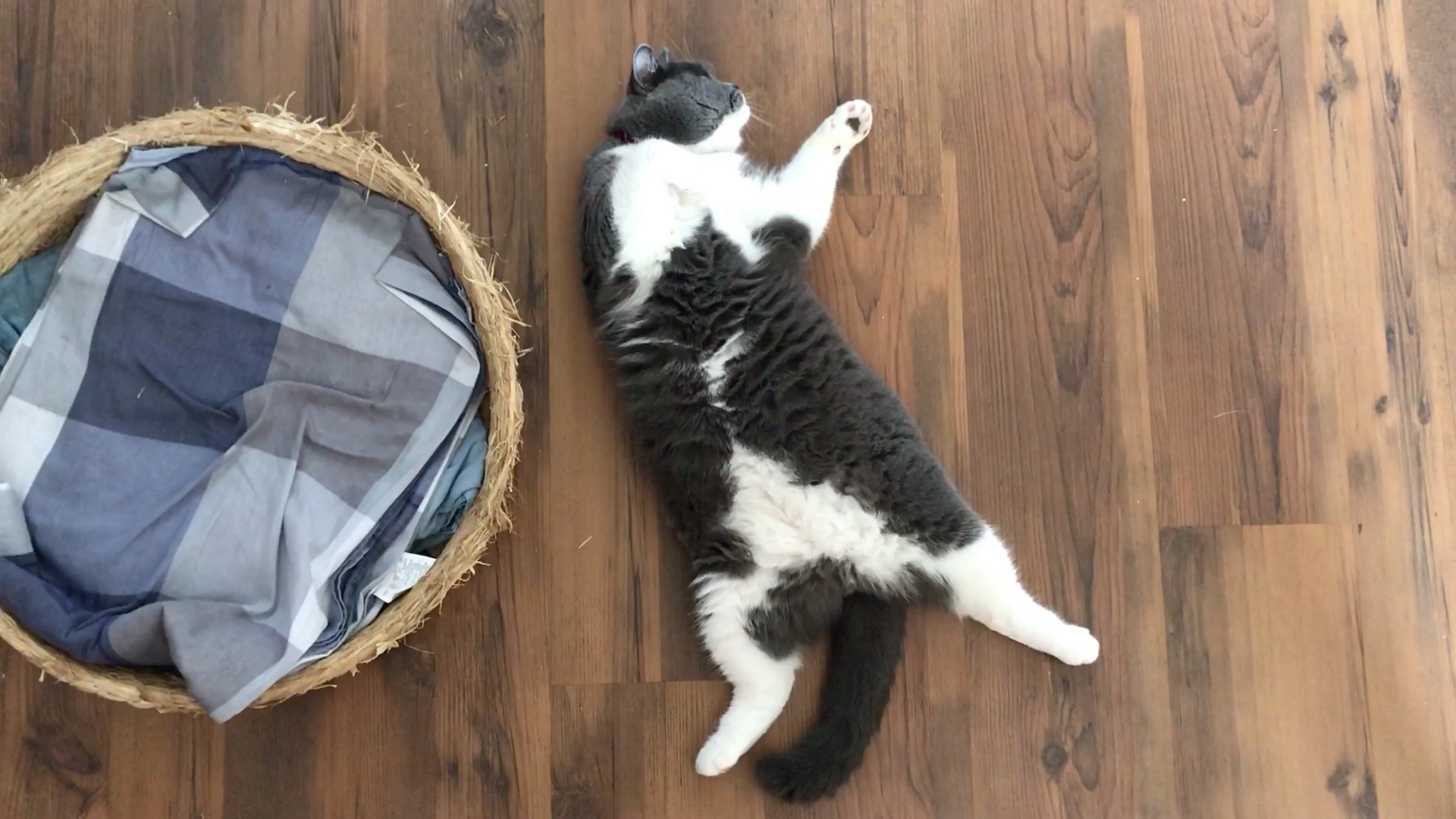 【喵喵】胖憨憨的躺平姿态_哔哩哔哩_bilibili