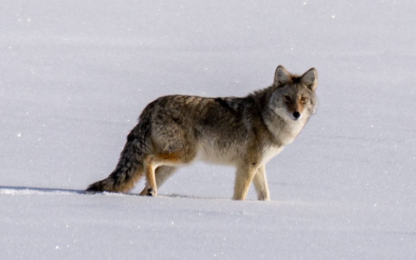 黄石冬天里的动物3郊狼