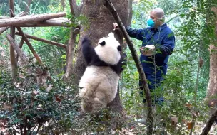 下载视频: 偷花花的秘诀：先准备一盆小苹果