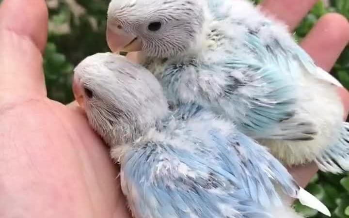 牡丹鹦鹉松石闪派