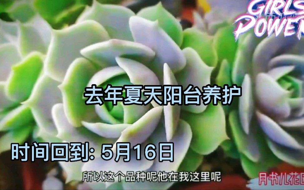 养了两年的多肉阿尔巴佳人、露娜莲都黑腐仙去了,夏天养护要注意哔哩哔哩bilibili