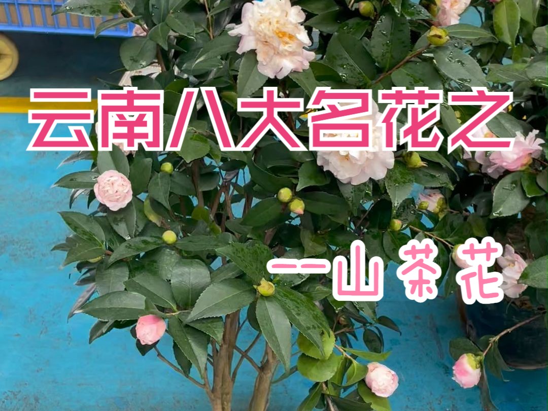 云南八大名花之首山茶花哔哩哔哩bilibili