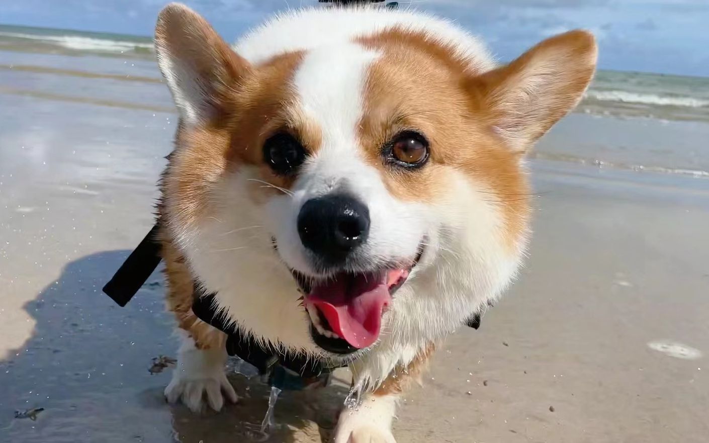 柯基又来海边玩水啦这次我要起飞