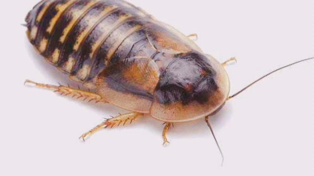 杜比亚蟑螂 繁殖