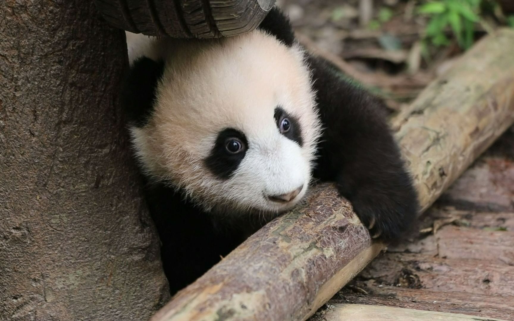 20211010【大熊猫宝新】软萌的熊猫宝宝学走路,眼睛亮晶晶