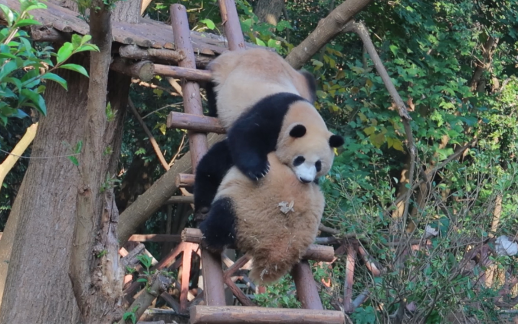 香果vs蛋烘糕,果果妹妹全方位压制住糕子哥(这是小时候哦,糕子哥后来体型越来越壮)哔哩哔哩bilibili