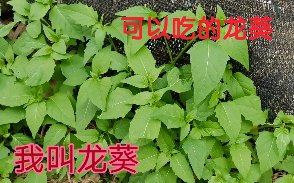 简简单单一种野菜,做出来味道却不错,还有清热去火的功效,农村人经常摘来煮吃.哔哩哔哩bilibili