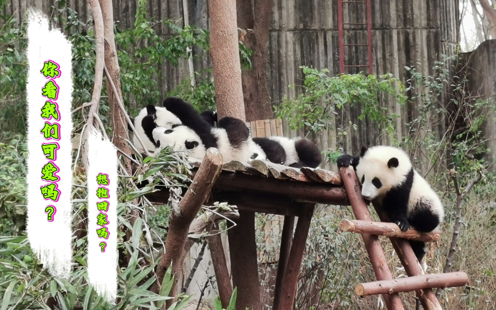 [图]周末去熊猫地基看了大熊猫和小熊猫。