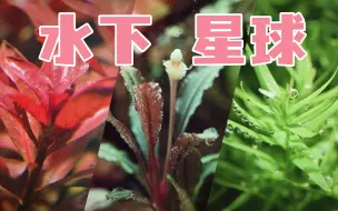 Скачать видео: 【王某某】水生植物——治愈人心的绿色星球