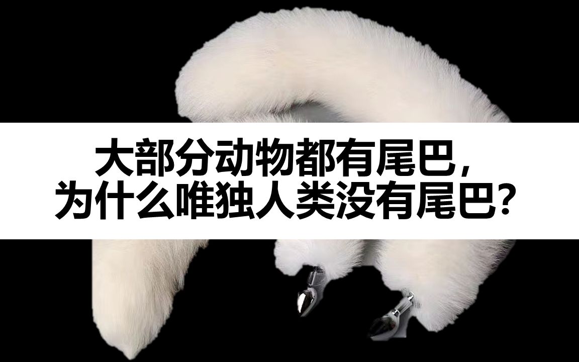 [图]大部分动物都有尾巴，为什么唯独人类没有尾巴？