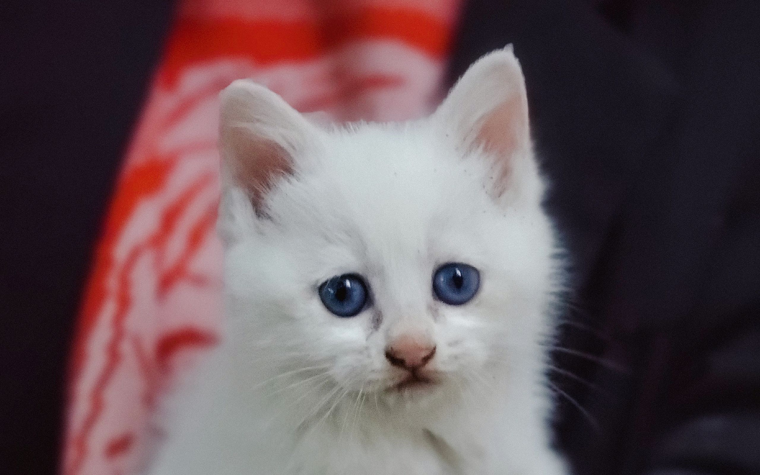 【南开大学的猫-08】雪饼 | 一点也不怕人的小奶猫,摸着摸着就睡着了