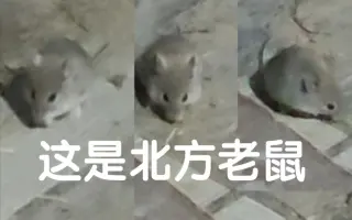 北方老鼠 哔哩哔哩 Bilibili
