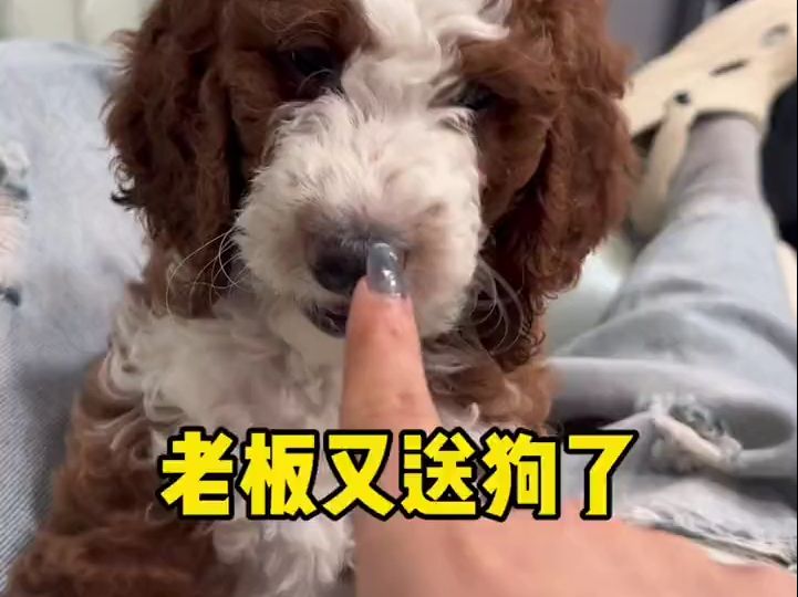 屋内又来新饿犬了哔哩哔哩bilibili