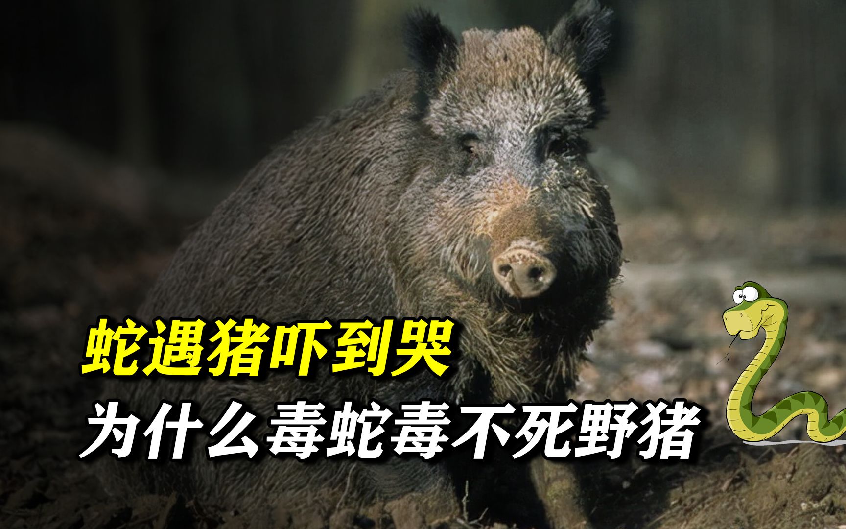 蛇遇猪吓到哭,为什么毒蛇毒不死野猪?野猪算是毒蛇的天敌吗?