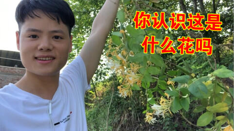 在农村生活的好处就是遍地都有野花野果今天摘了5斤金银花拿回家晒干泡茶喝 哔哩哔哩 Bilibili