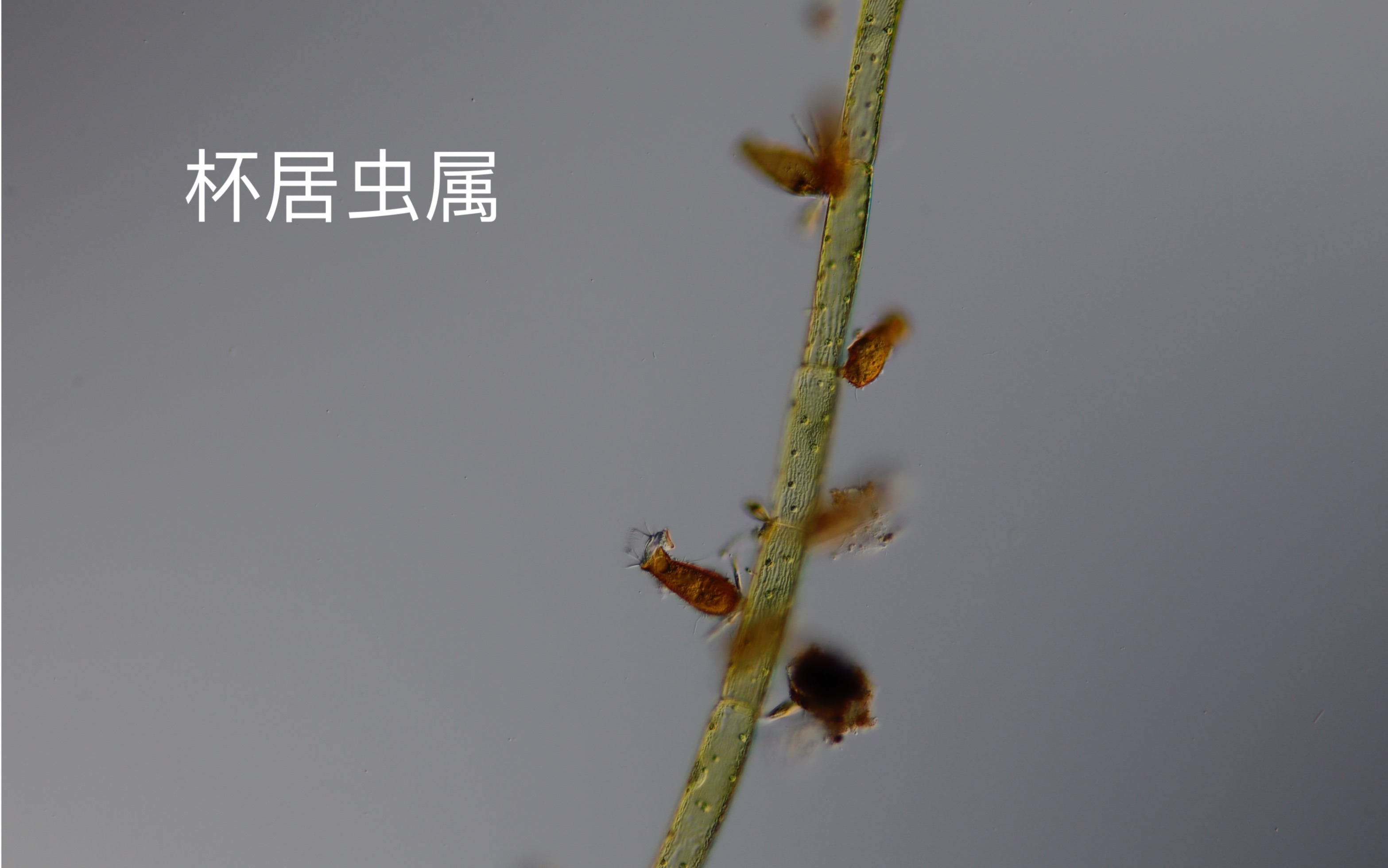 杯居虫属体外有鞘,鞘末有柄,围口唇下有圆盖,但不常盖