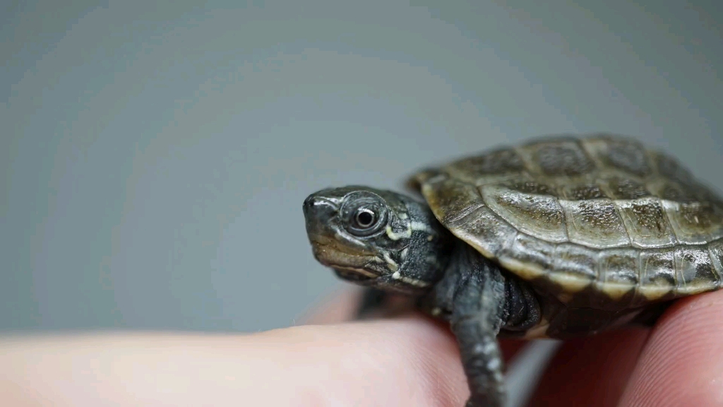 草龟锈墨彩出日常锈墨繁殖的眼睛很特别的草龟苗子魔眼