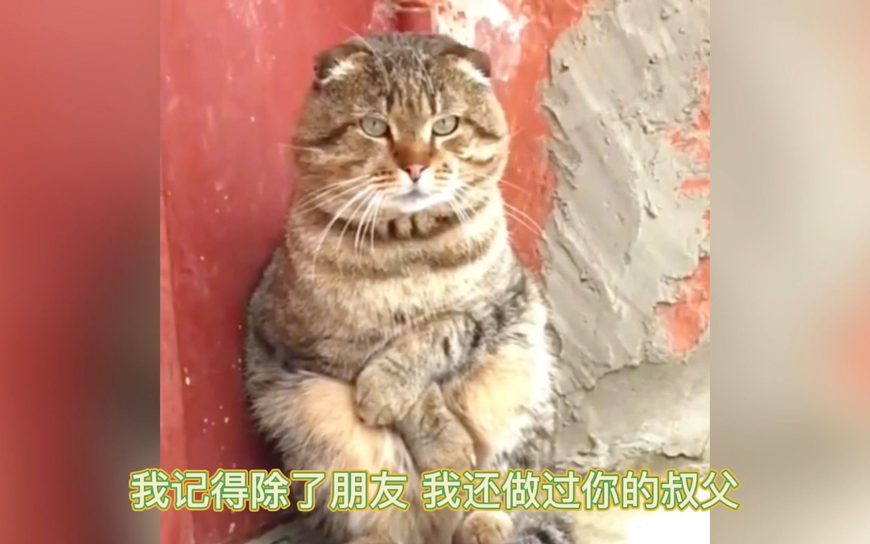 阿猫阿狗也不明白为什么要叫他们流浪猫狗哔哩哔哩bilibili