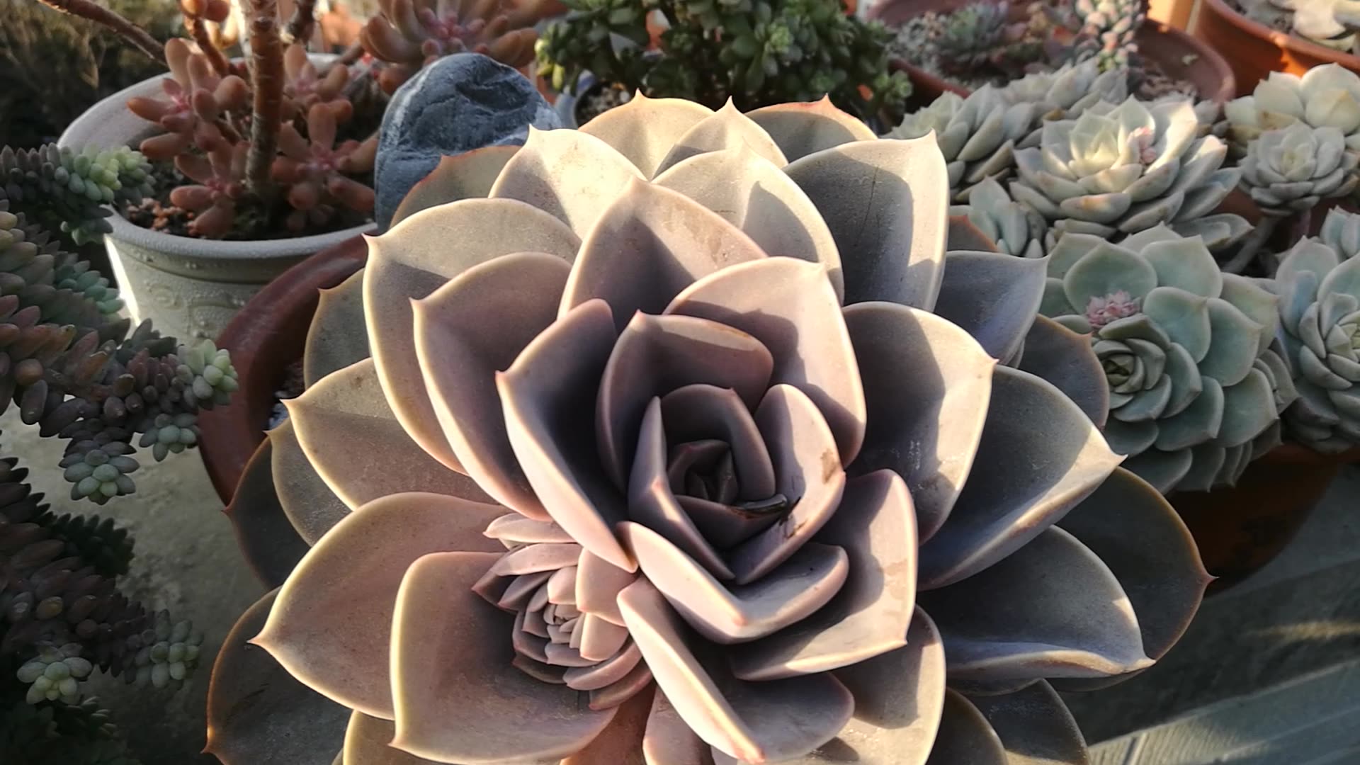 大猫多肉:超大的紫珍珠.就是露养的比较脏.