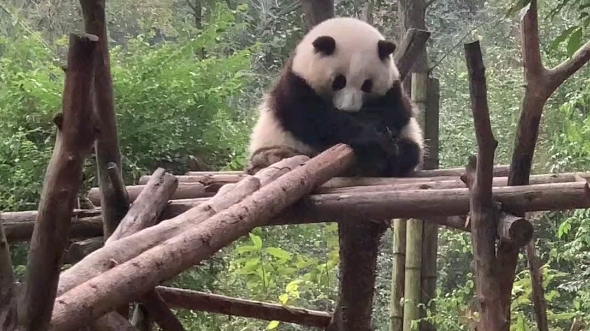 [图]鸟语花香，看着坐在木架上的花花抱着自己睡觉的样子，真的太美好了。