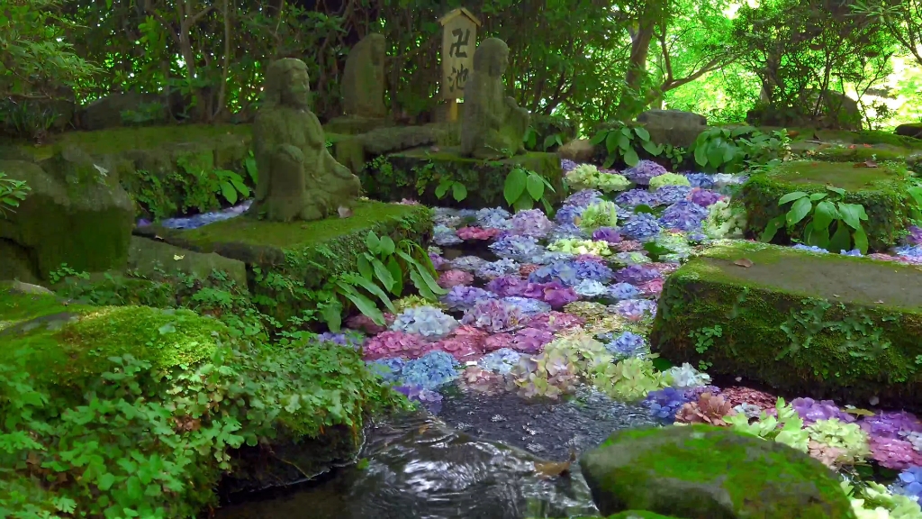 [xperia 1 Ⅳ]紫阳花之旅 | 镰仓 长谷寺