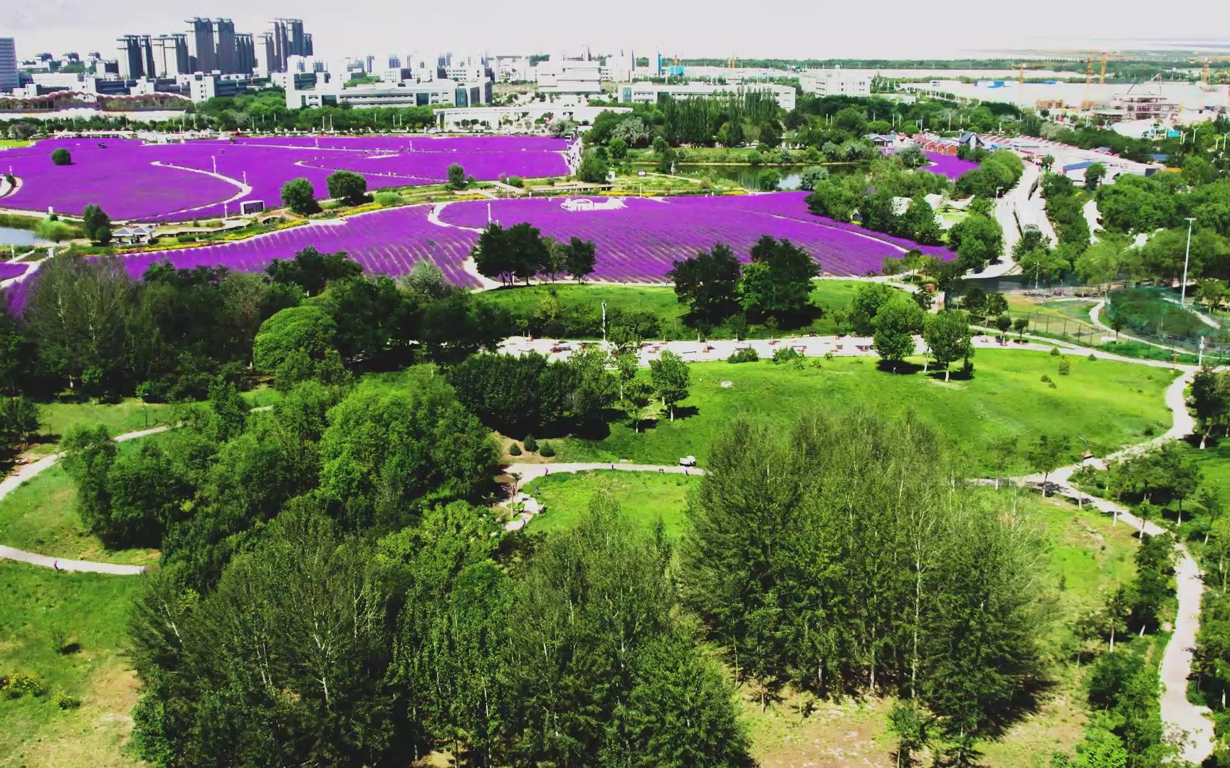 甘肃金昌紫金花广场掠影