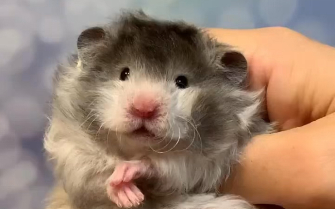 无敌可爱崽金丝熊卷毛鼠宝宝