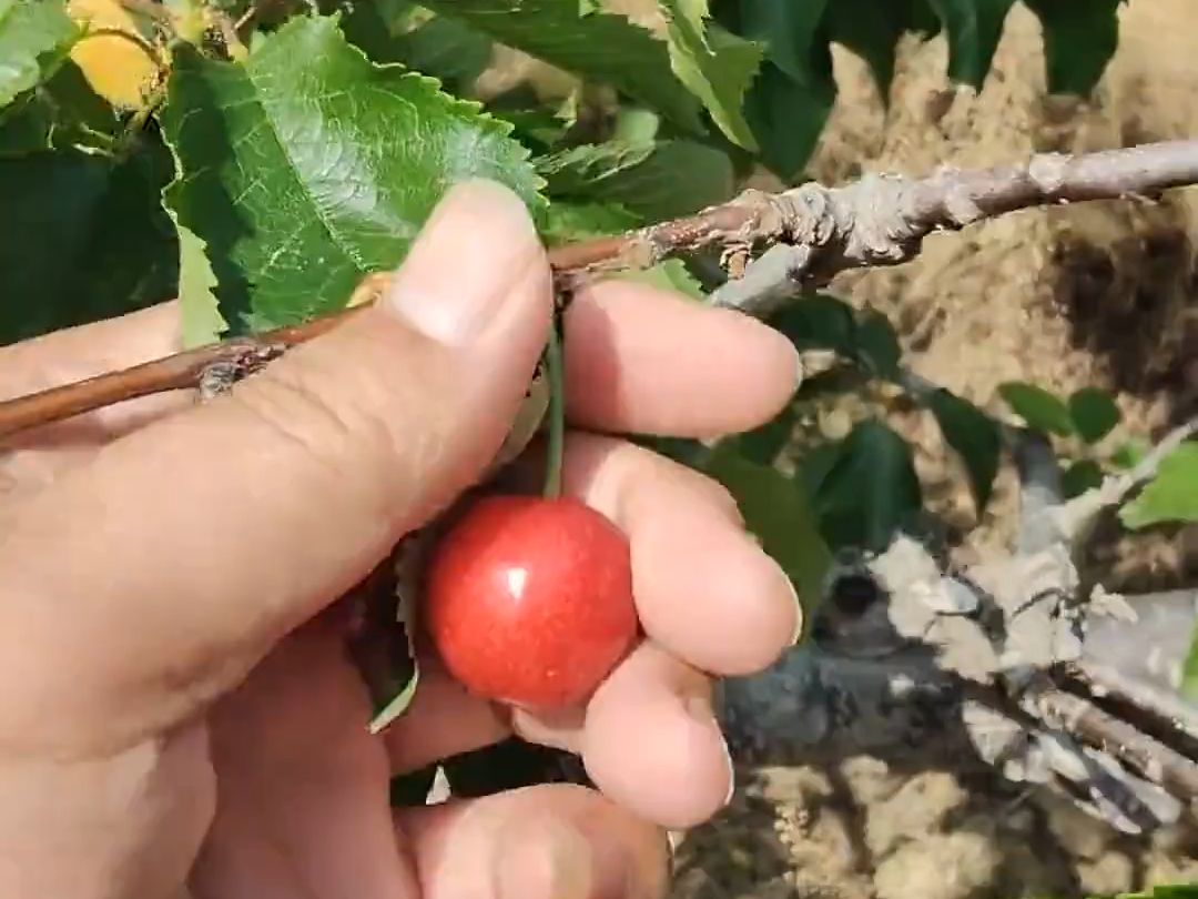 红南阳樱桃苗品种优势好,基地直销,保湿邮寄