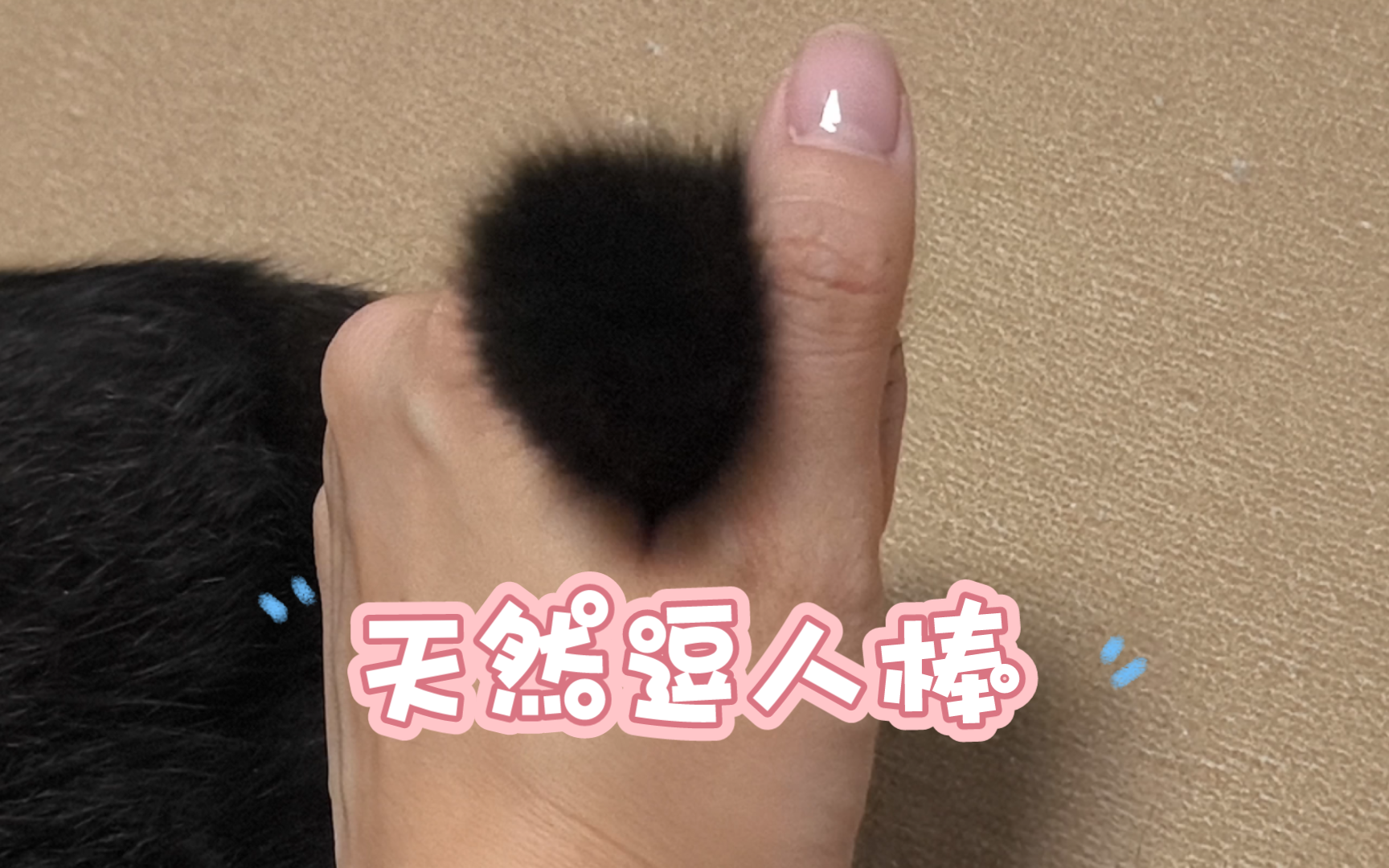 猫咪的尾巴=天然逗人棒哔哩哔哩bilibili