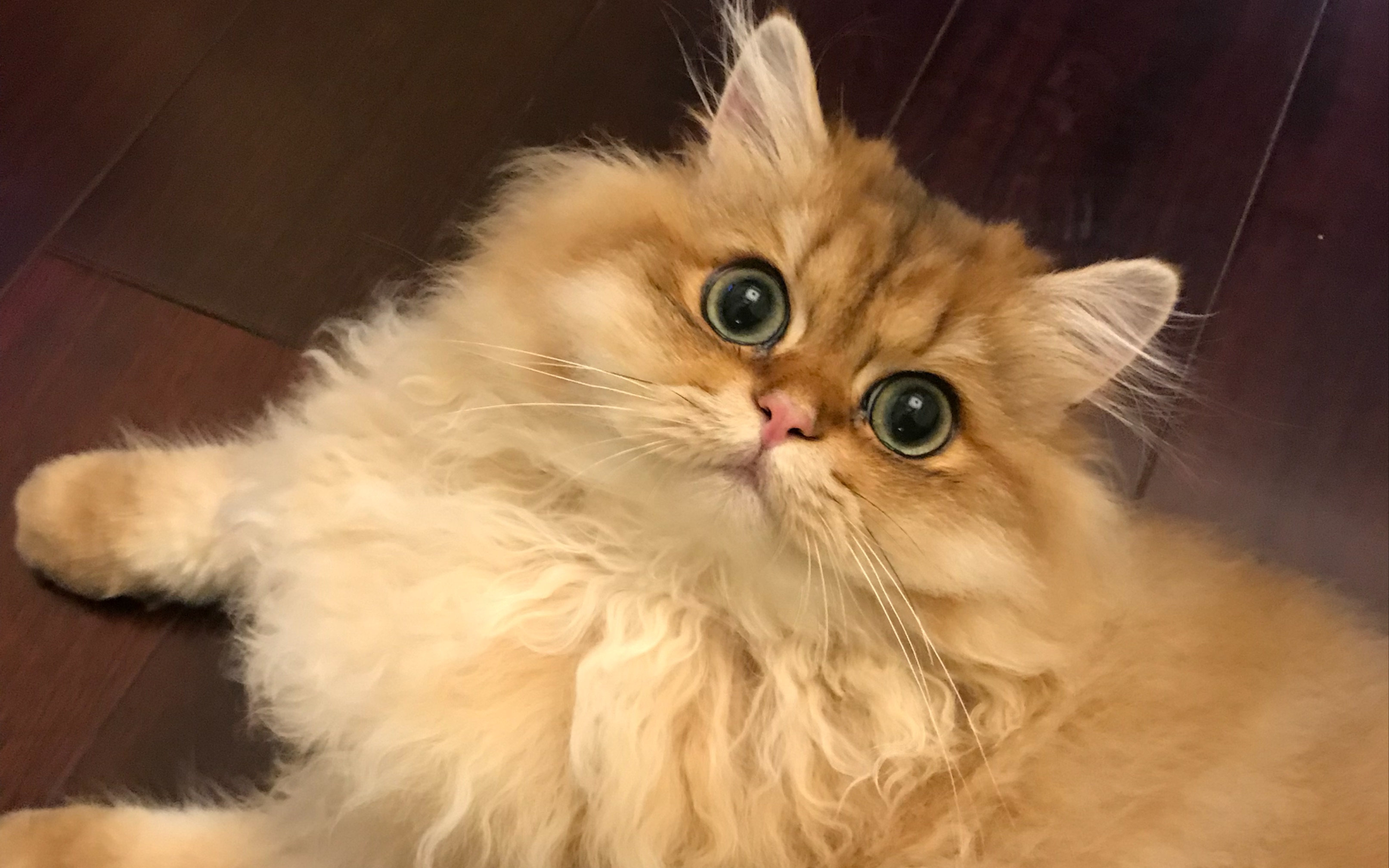 【英国长毛猫】随叫随到的英国卷毛狗?