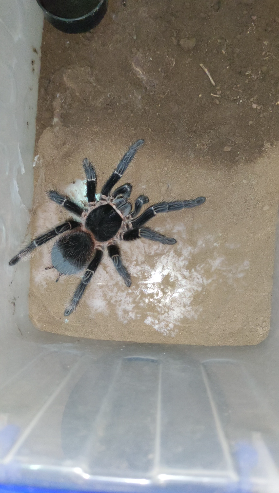 活动作品巴伊亚猩红捕食壁虎06视频