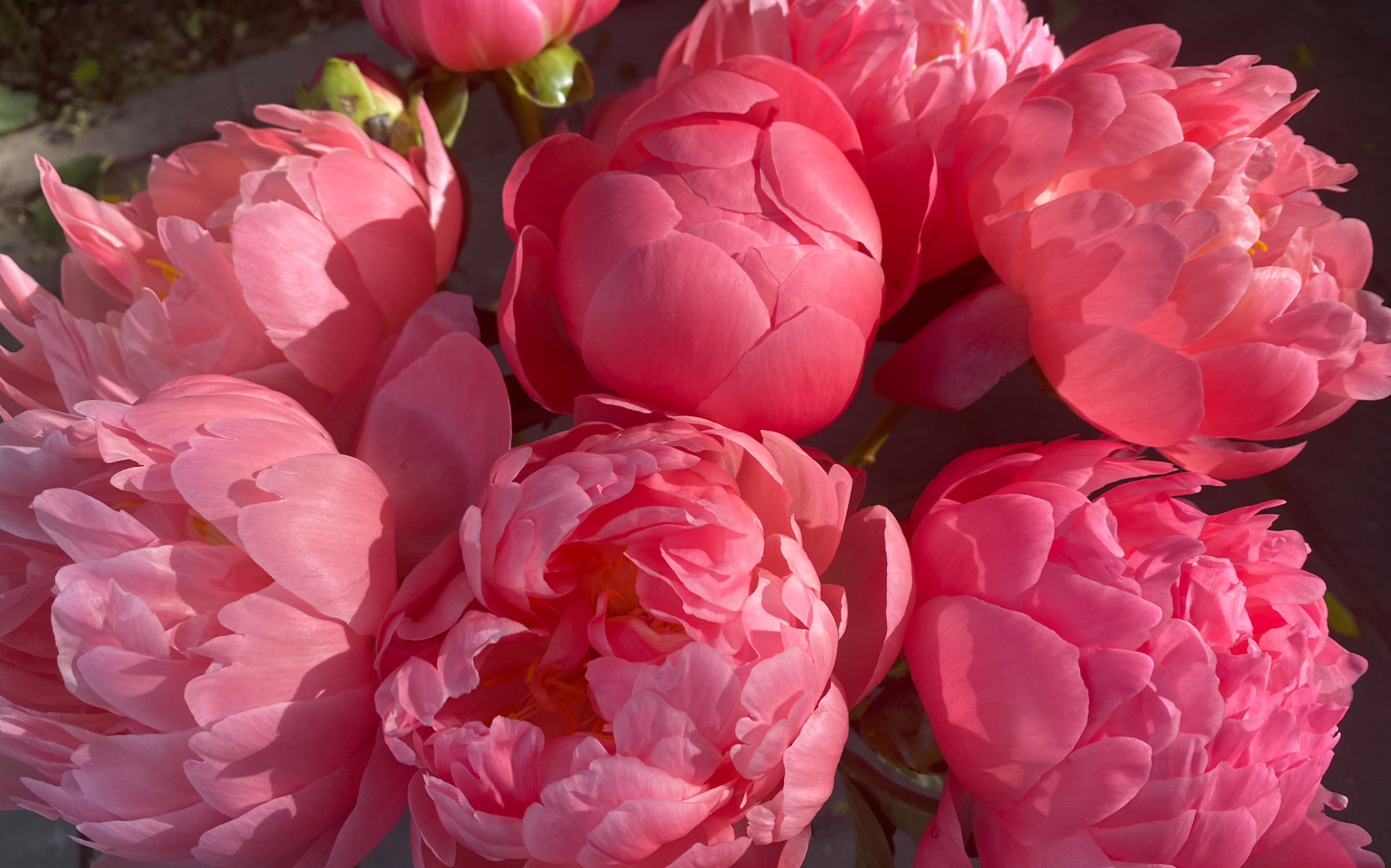 我花100块网购了10支夏威夷珊瑚芍药,大家看看值不值?