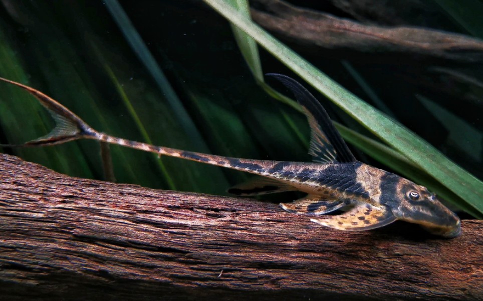 壮体拉蒙特鲶( Lamontichthys stibaros)哔哩哔哩bilibili