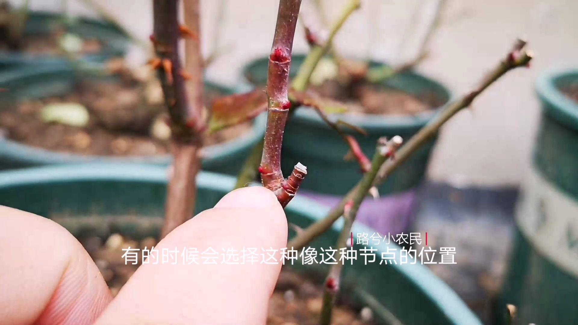 月季芽点抹掉之后，还会在原来的位置长出芽点吗？仔细观察一下就明白了