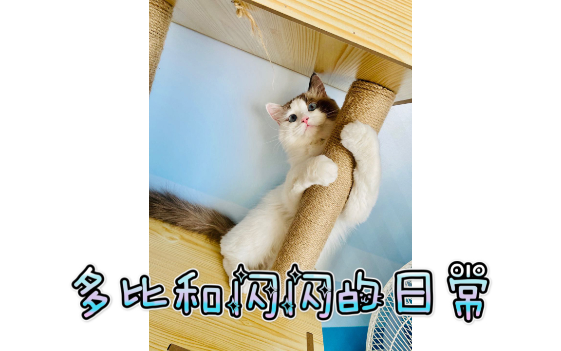 【多比和闪闪的日常】小猫咪是怎么玩耍的?哔哩哔哩bilibili