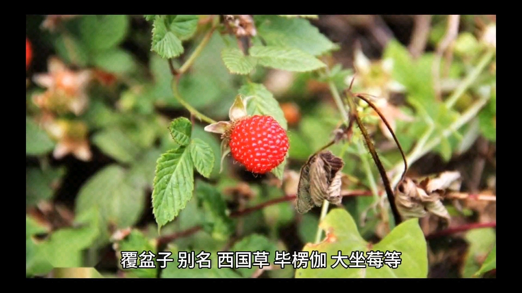 本草纲目,覆盆子