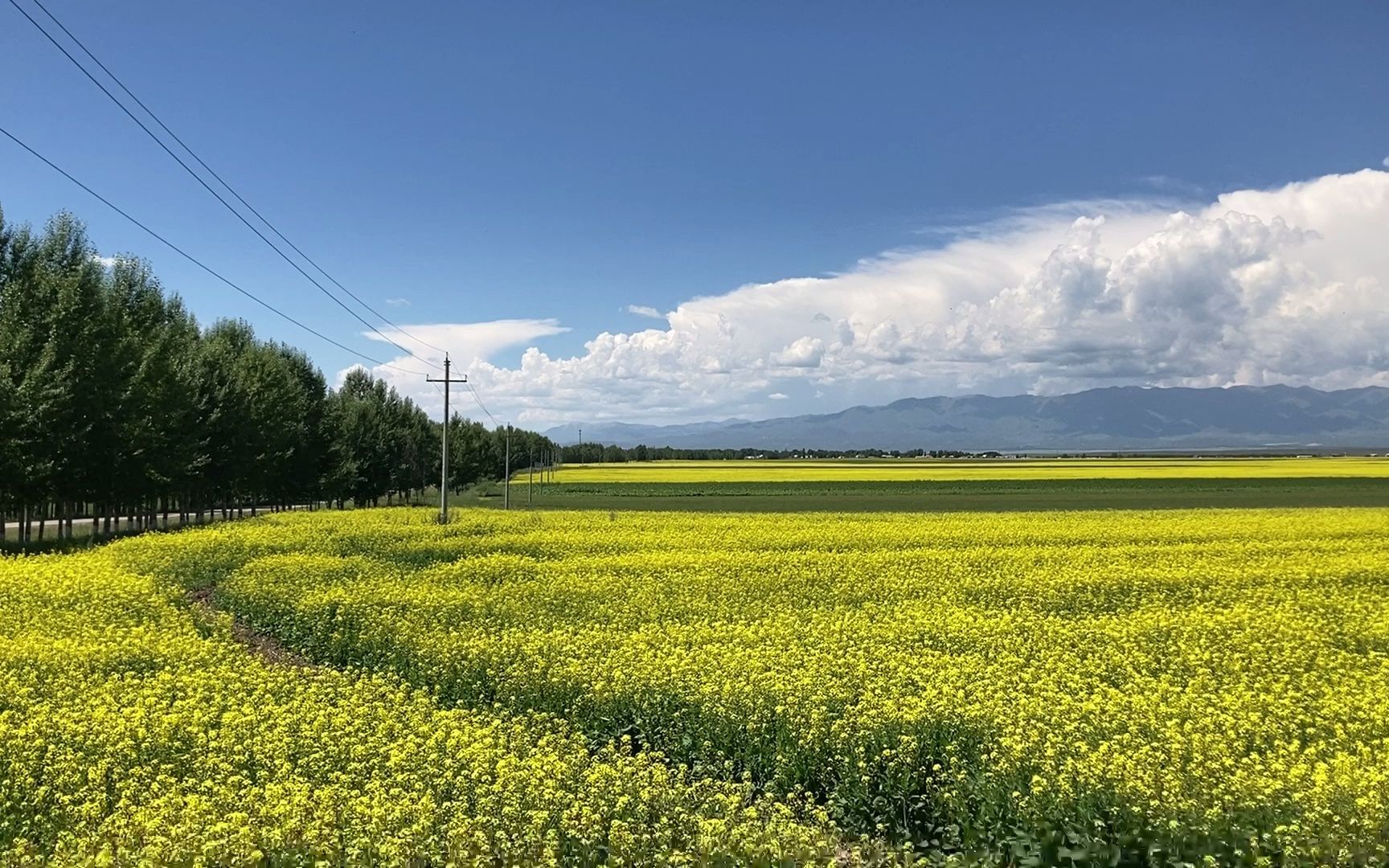 新疆伊利-昭苏7月的油菜花田