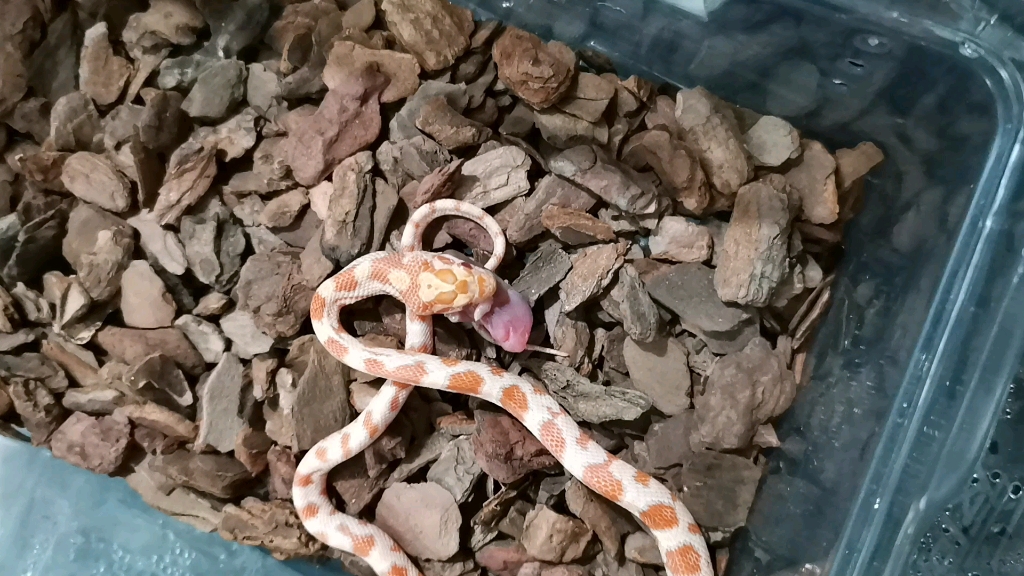 奶昔玉米蛇_哔哩哔哩 (゜-゜)つロ 干杯~-bilibili