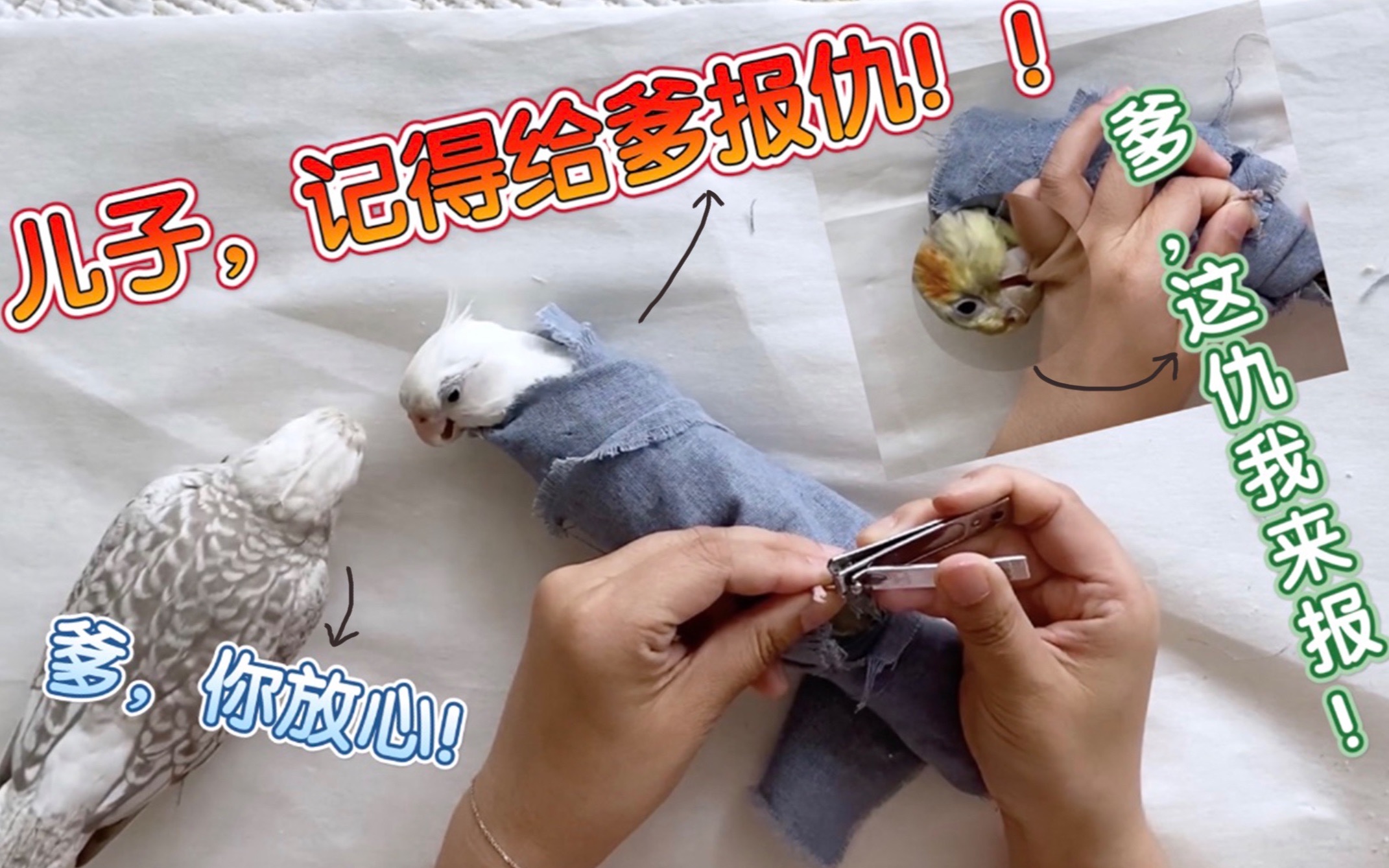 玄凤鹦鹉给小鸟们剪指甲了不怕抓不住不怕对不准就怕回首叨