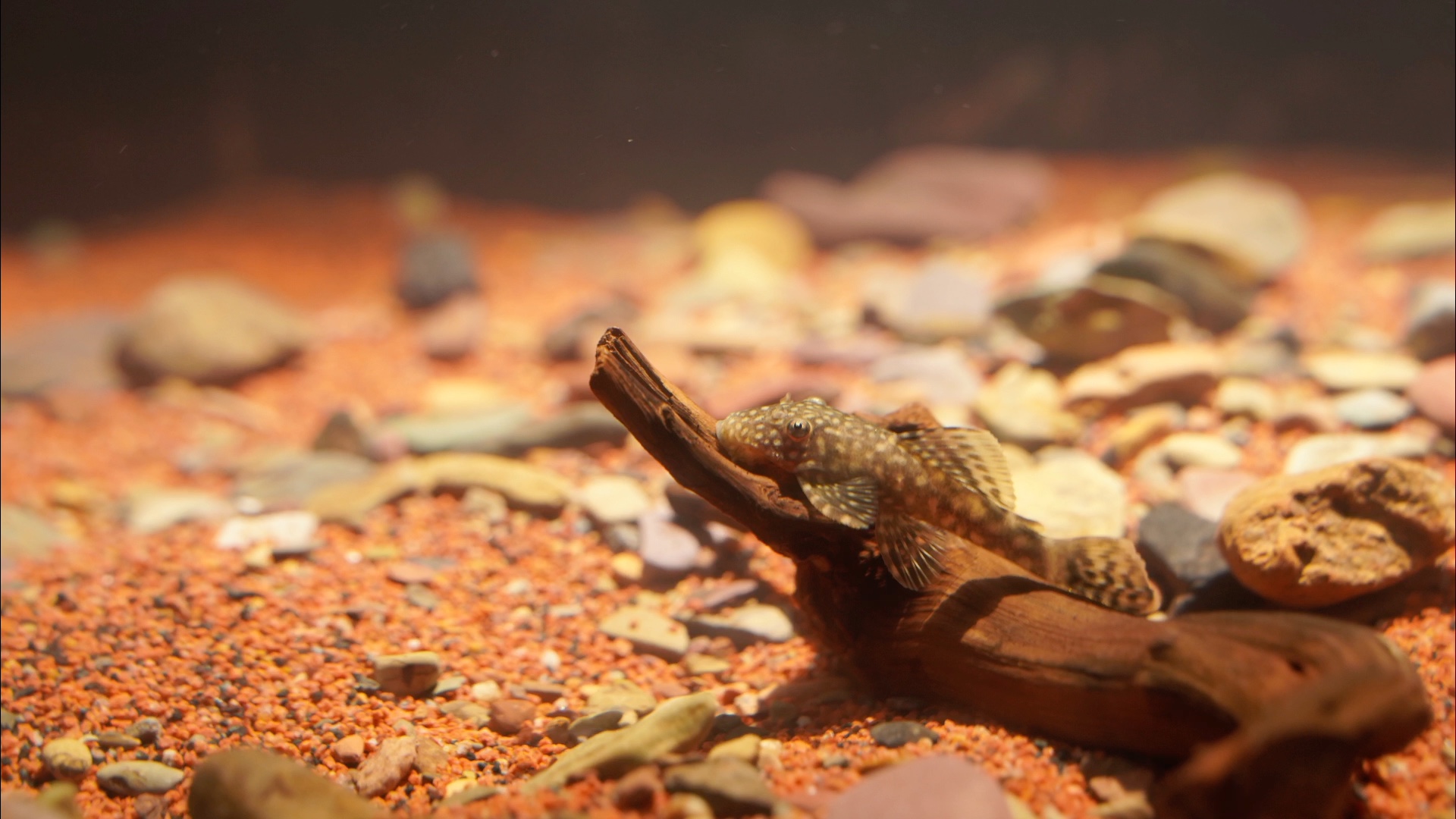 南美缸的迷彩胡子