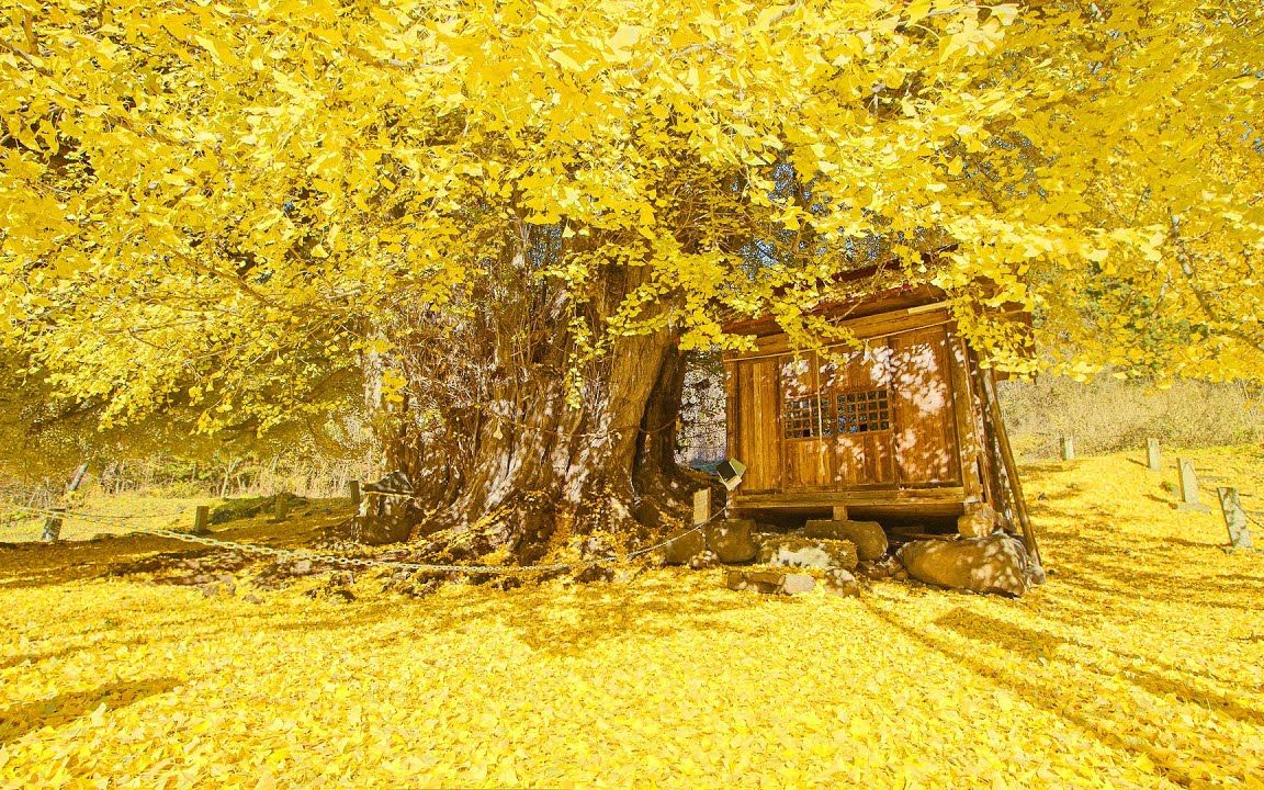 [图]银杏 晚秋 北信州  A Huge Golden Ginkgo Tree in Northern Shinsyu