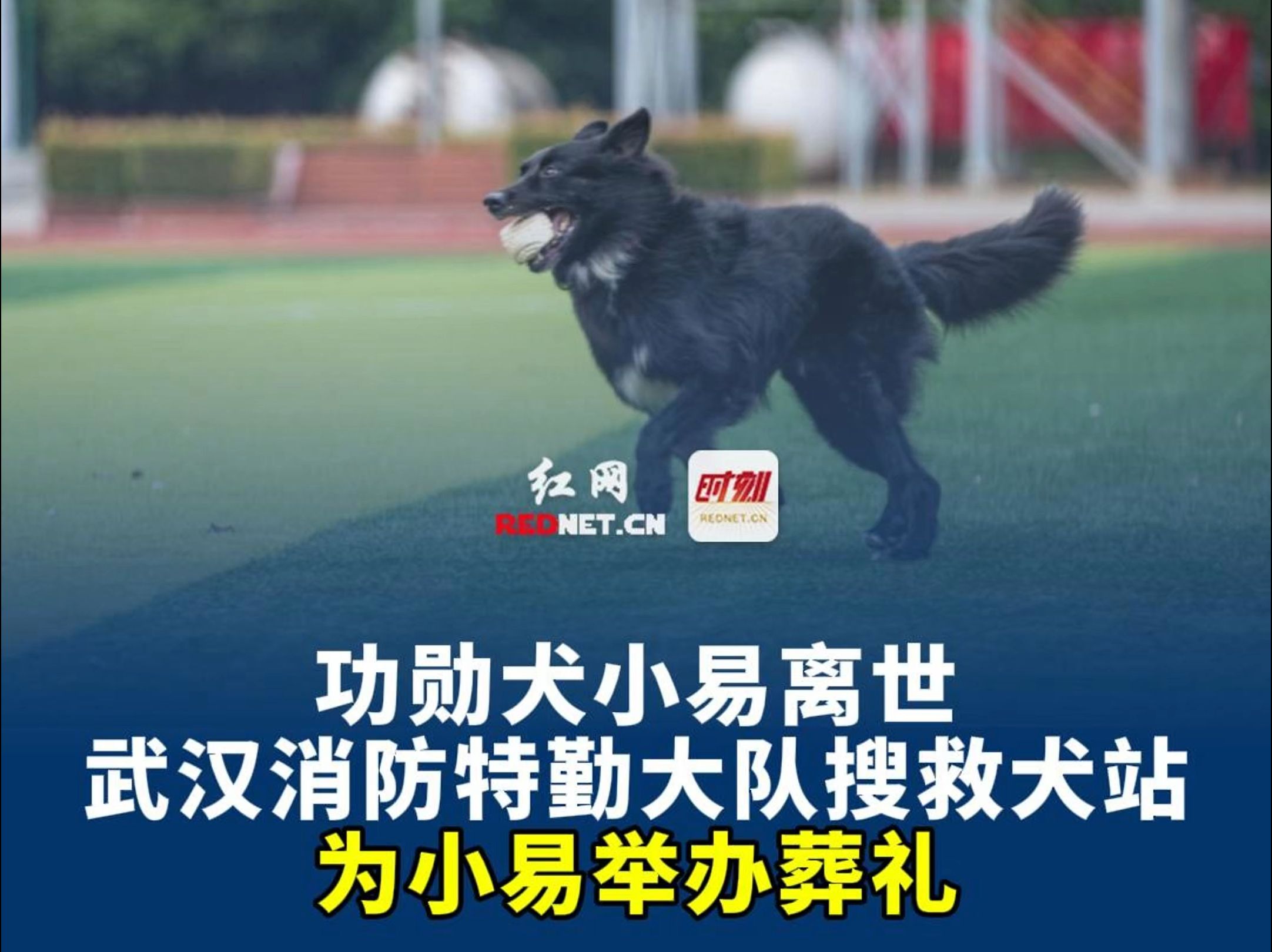 功勋犬墓碑图片