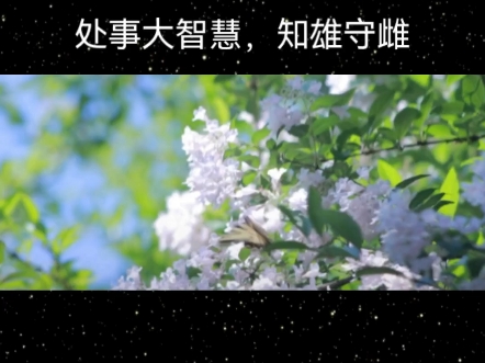 处事大智慧,知雄守雌哔哩哔哩bilibili