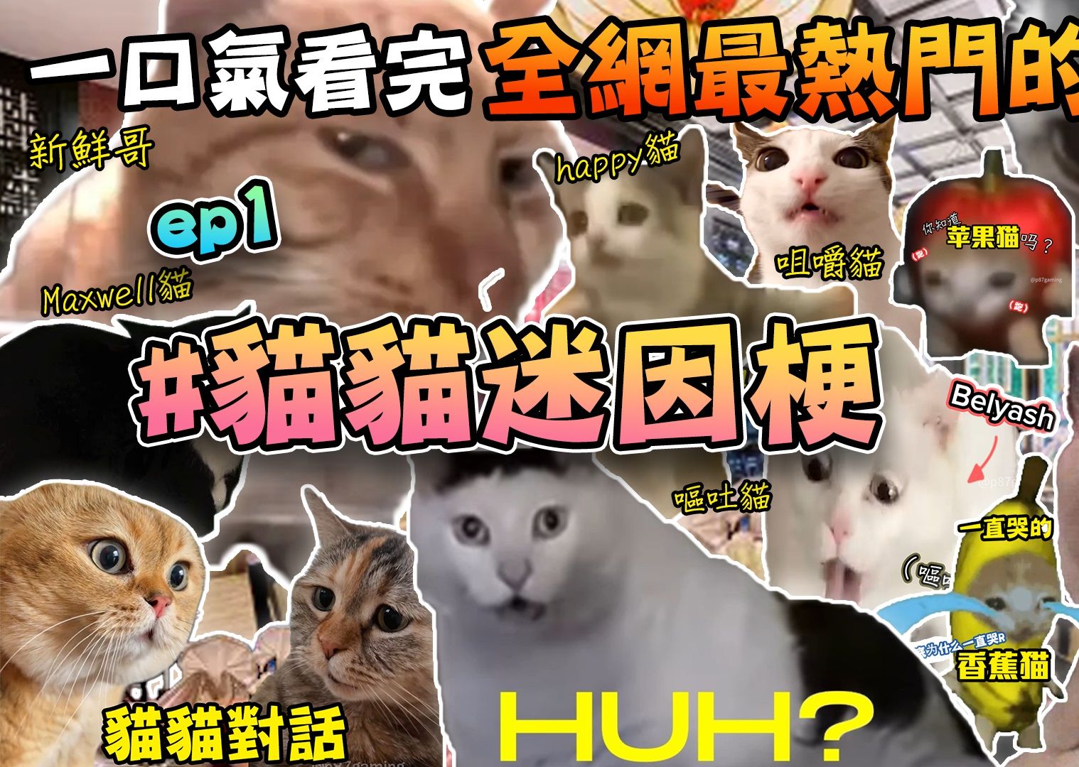 [图]一口气看完全网最热门的 #猫猫迷因梗 合集！ Ep.1 | 猫猫迷因梗 | 猫Meme | 迷因由来 | p87gaming