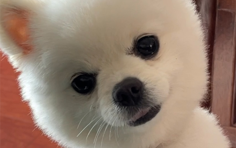 博美狗狗的歪头杀