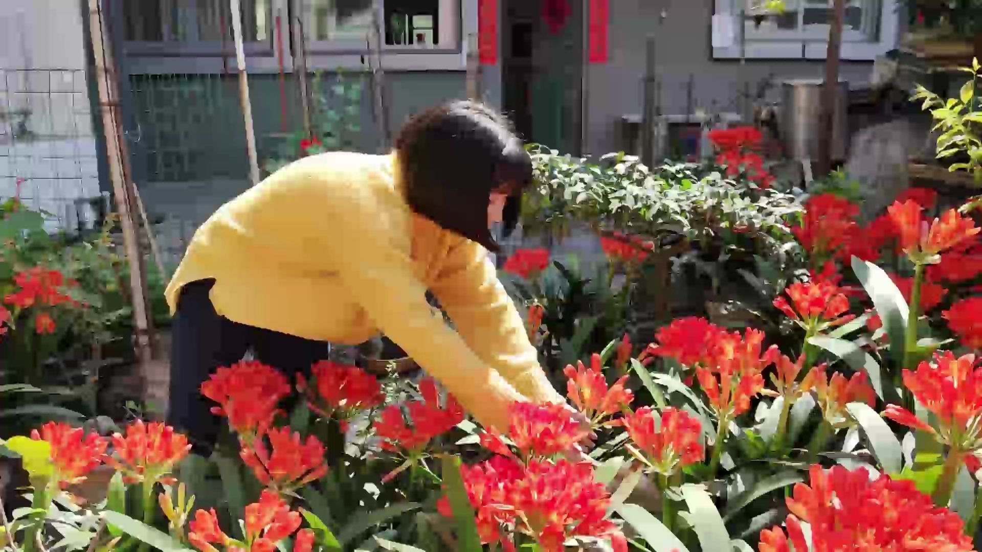 [图]花开之时